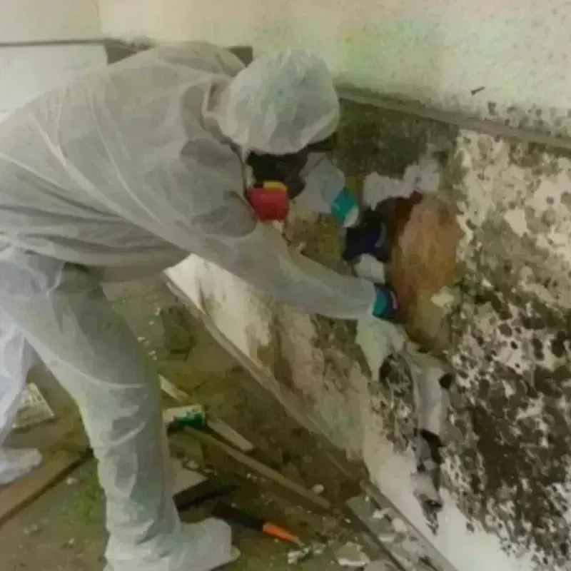 Mold Remediation and Removal in Oak Park Heights, MN